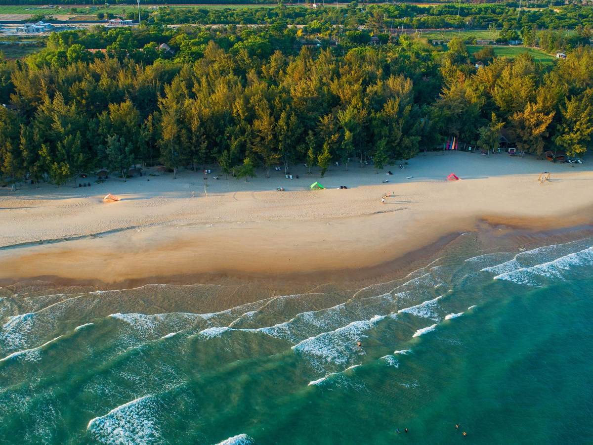 Aerial view of a long sandy beach with breaking waves on one side and a dense belt of casuarina trees on the other